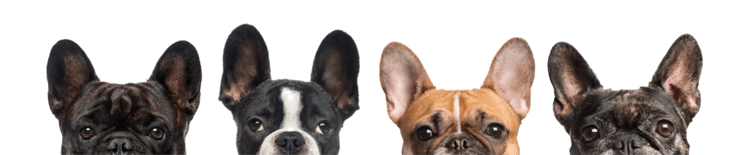 Kookeez Hand Crafted Dog Treats, Toys & Accessories - Edmonton Ab - Boston Terriers 1